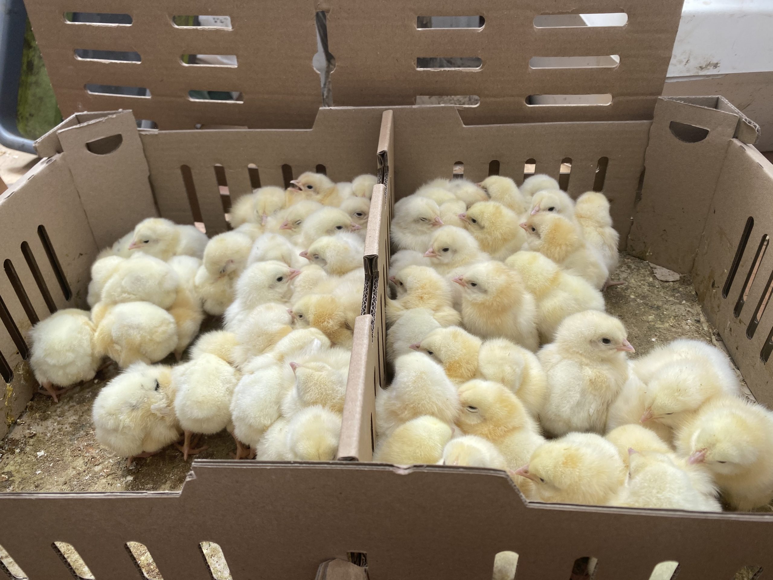 Raising Meat Chickens For Eating - The Free Range Way